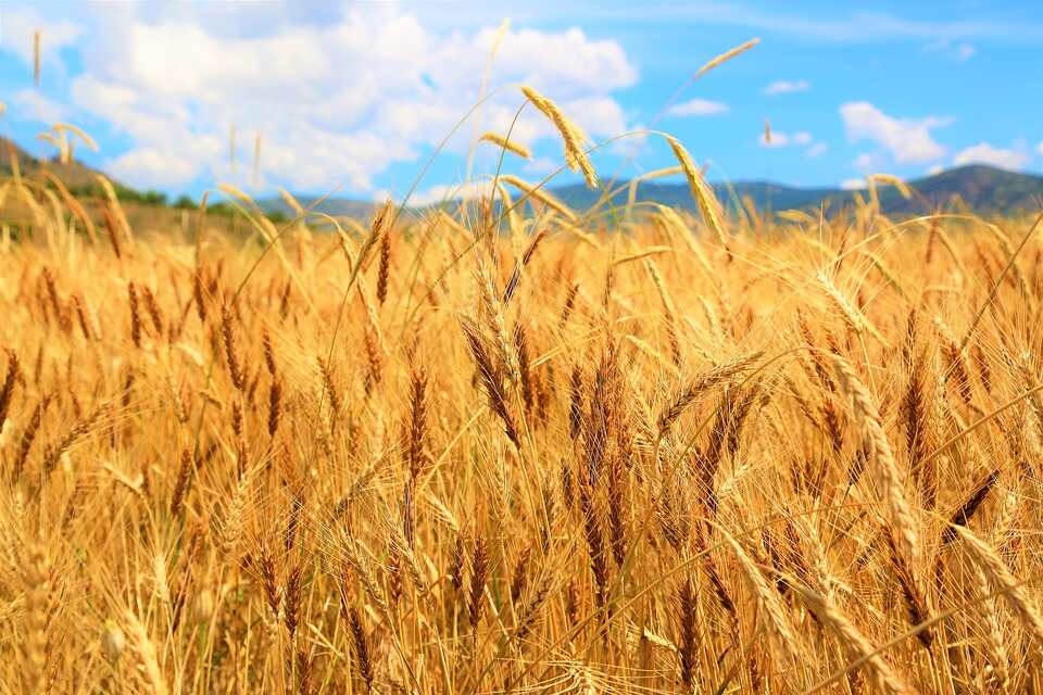 Le secret d’une culture de blé réussie