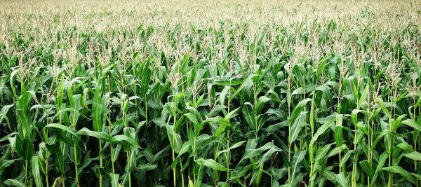 Culture de maïs : un projet rentable ?