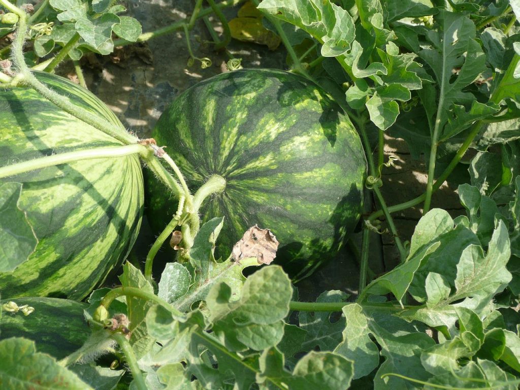 Quand et où semer la pastèque ?