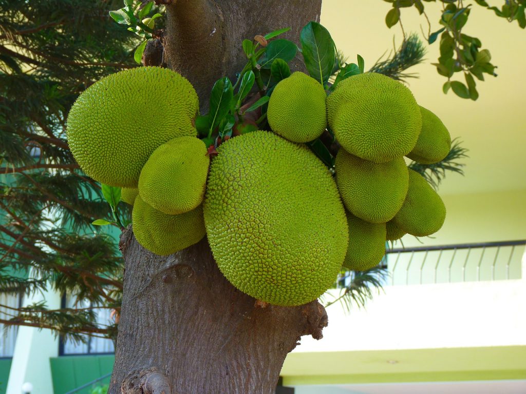 4 fruits peu connus, mais avec des vertus insoupçonnées