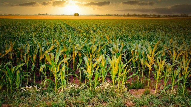 Découvrez les avantages et les inconvénients de la culture OGM