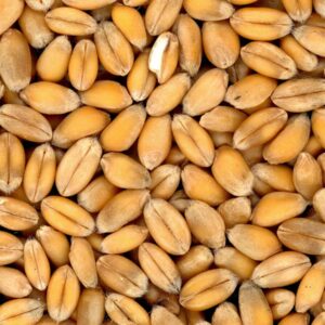 4 avantages de l’enrobage de semences pour les cultures