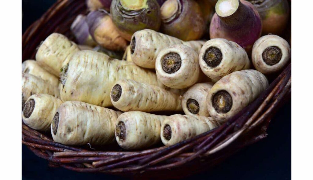 panais, le topinambour, le rutabaga, le salsifis'