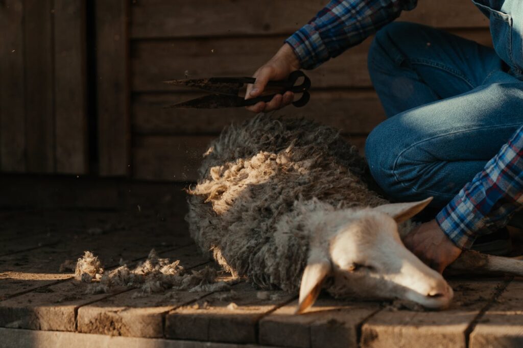 tonte de mouton