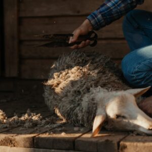 Élevage de moutons : les races les plus prisées pour la production de laine
