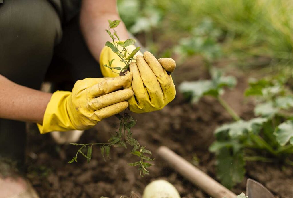 Les travaux de plantation