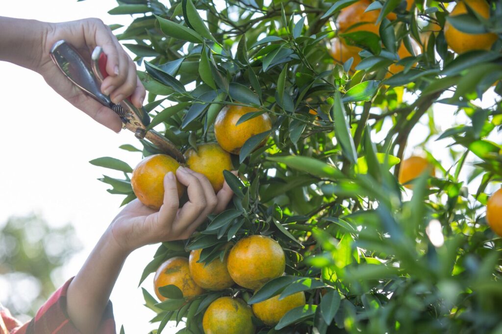 10 conseils pour faire prospérer votre arbre oranger