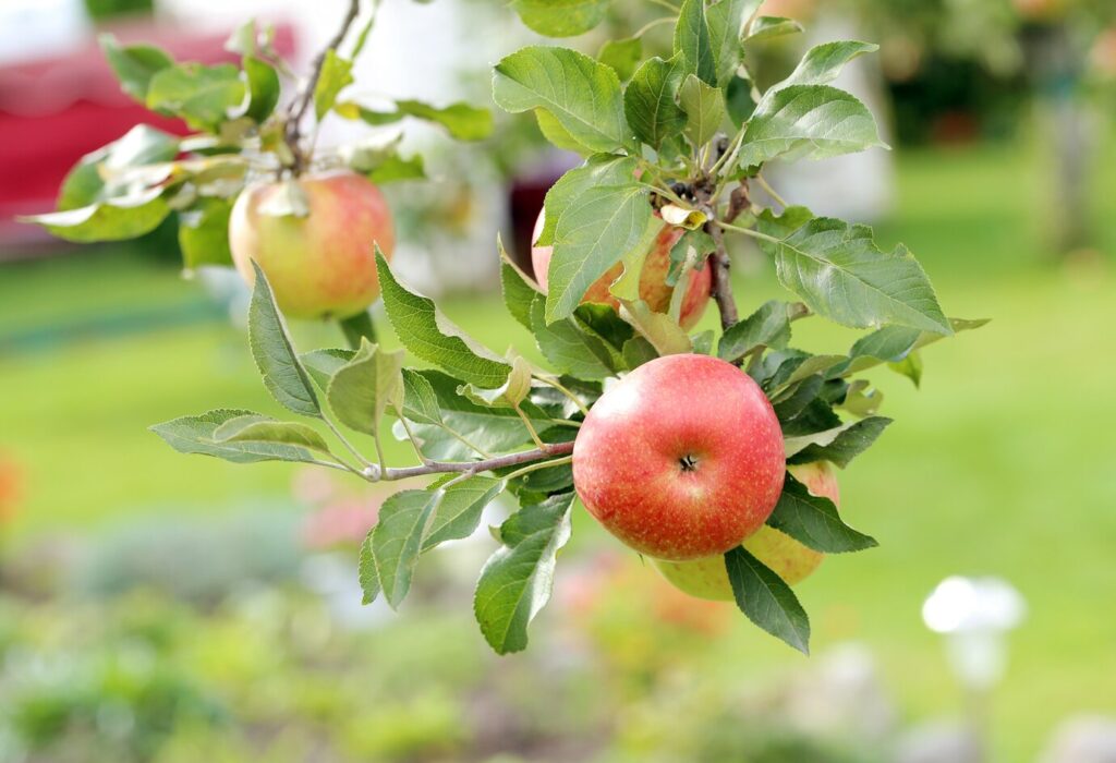 10 variétés d'arbres fruitiers à greffer