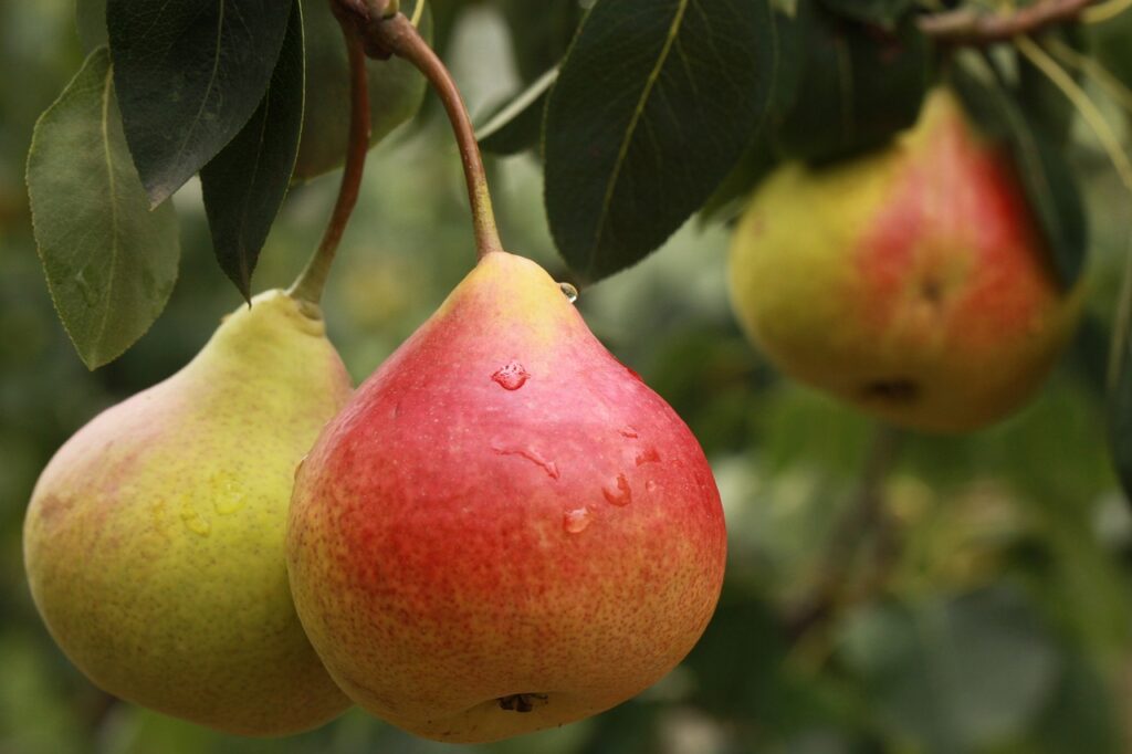 5 variétés de poiriers faciles à cultiver dans votre jardin