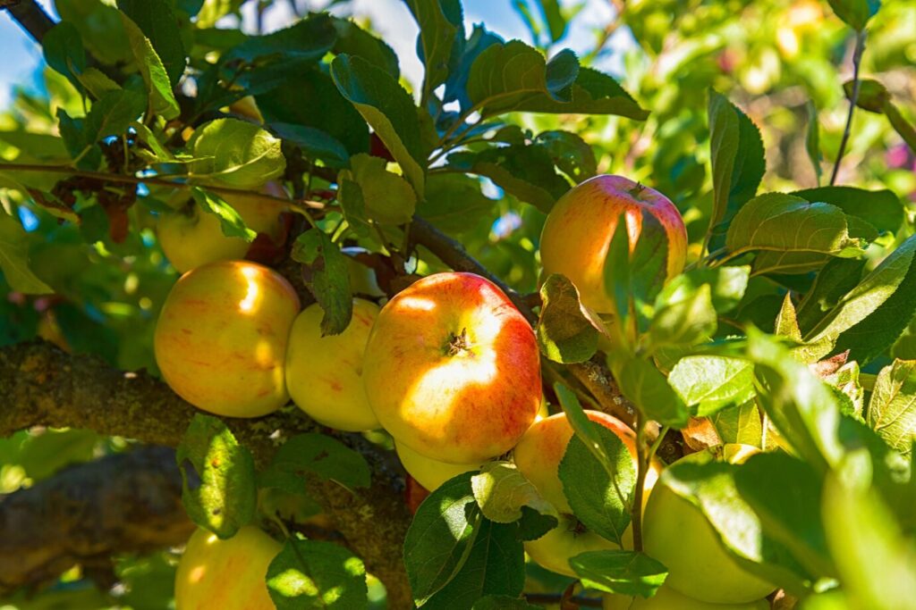 Comment choisir le porte-greffe pour un arbre fruitier ?