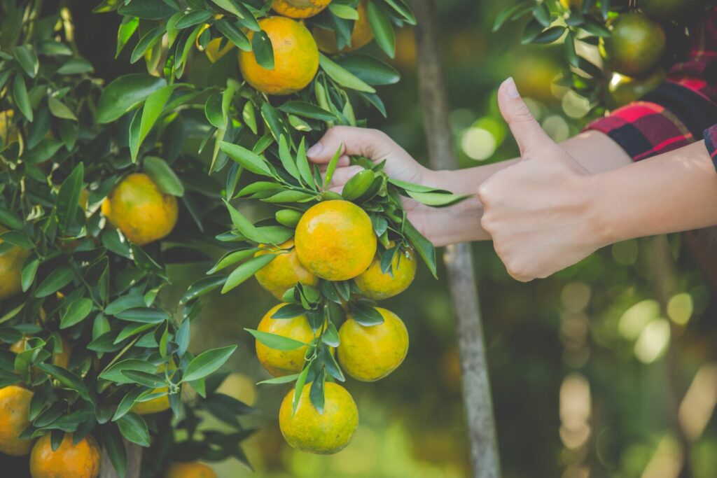 Comment fertiliser un arbre orange efficacement ?