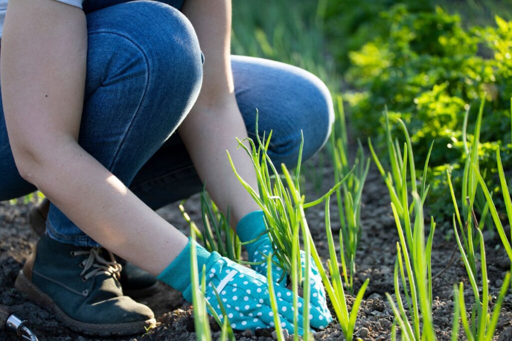 8-Optimisez la fertilisation de vos cultures avec ces astuces