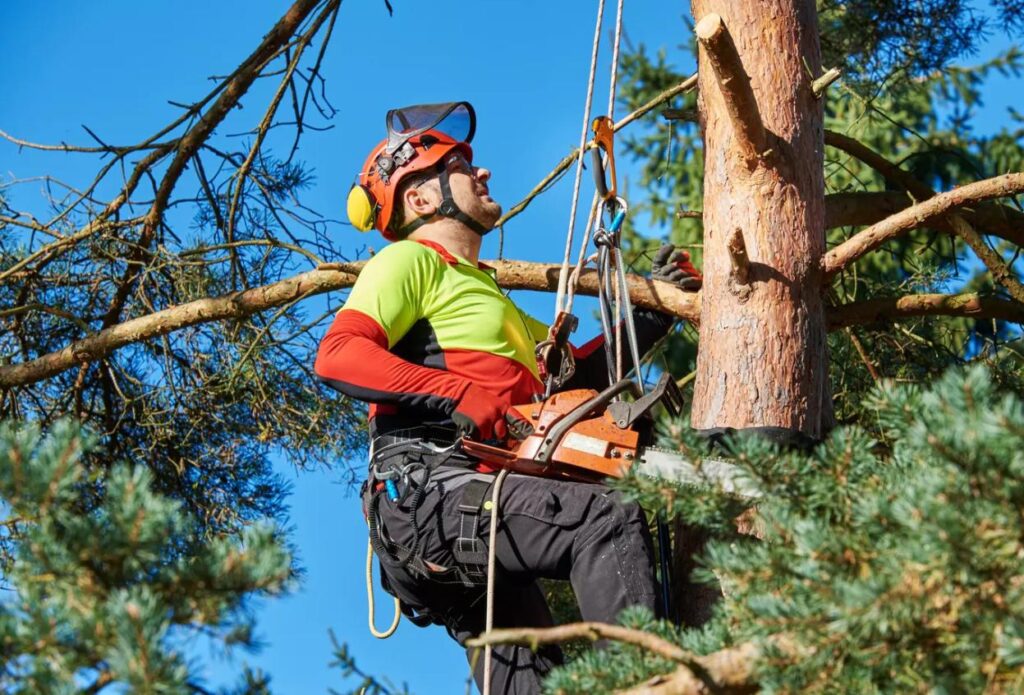 Élagage des arbres